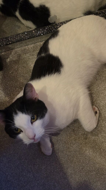 Beautiful cat