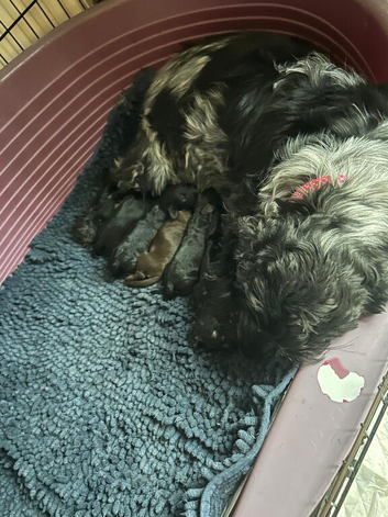 Beautiful cockapoo puppies
