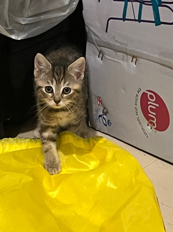 One female kitten left