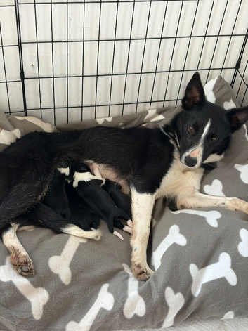 Last border collie girl left