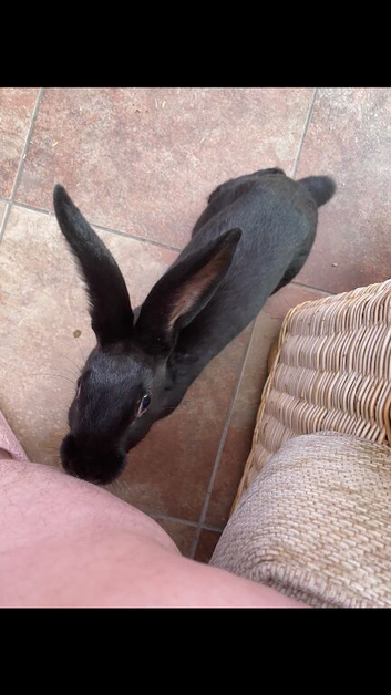 Black rabbit