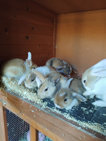 6 baby lops