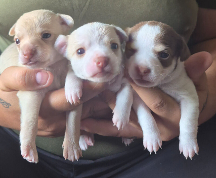 3 beautiful chihuahua puppys