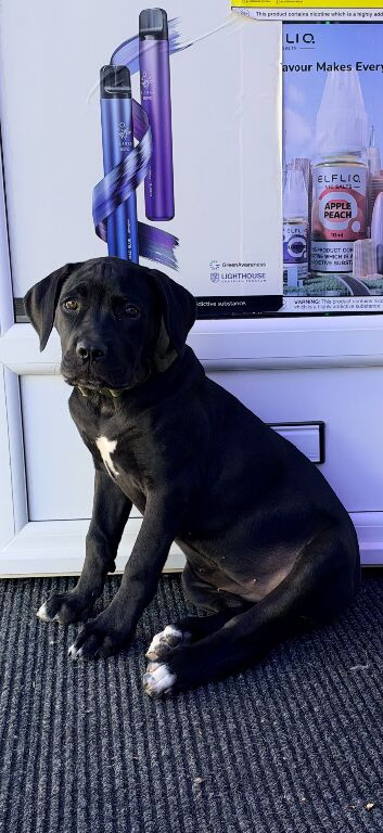 Female cane corso pup