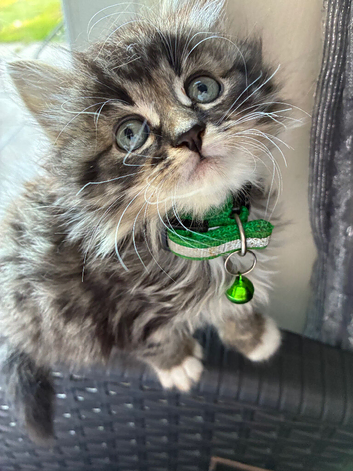 Maine coon