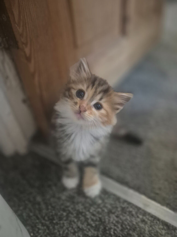 3/4 maine coon kittens
