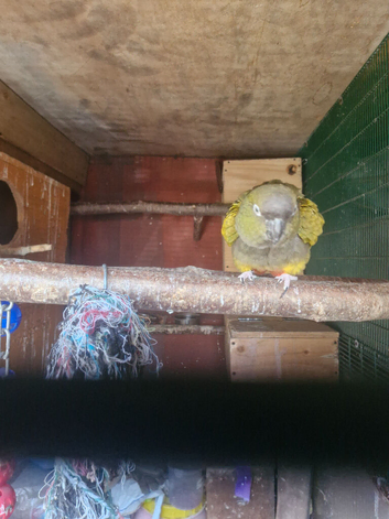 Breeding pair patagonion conures