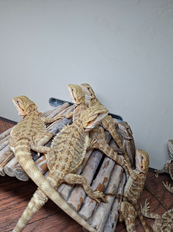 Baby bearded dragons