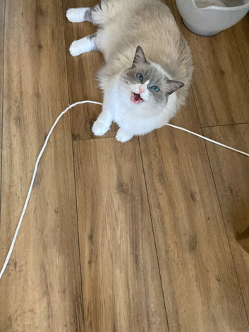 3 year old rag doll