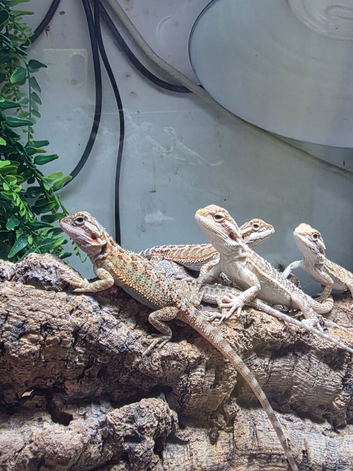 Baby bearded dragons