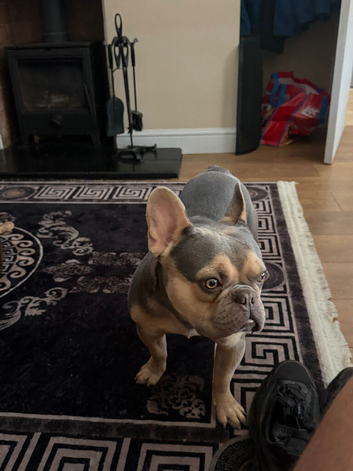 Louie