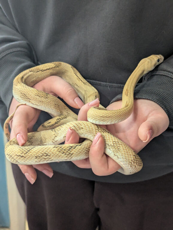 Blonde Pesco rat snake for sale or swap
