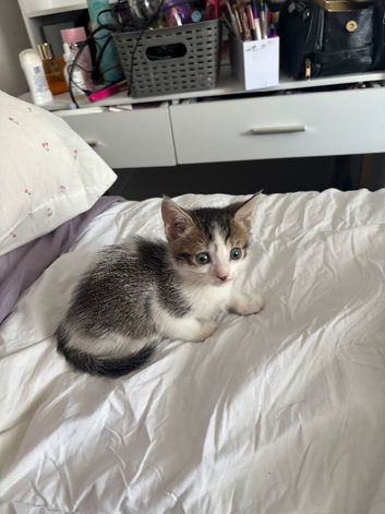 1 kittens available