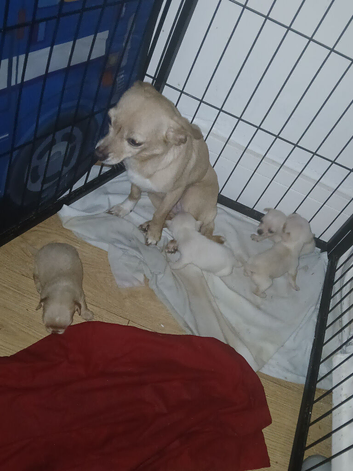 4 chihuahua pups