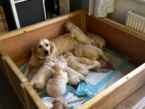 Beautiful Pure-Bred Golden Retriever Puppies &ndash; KC Registered Parents
