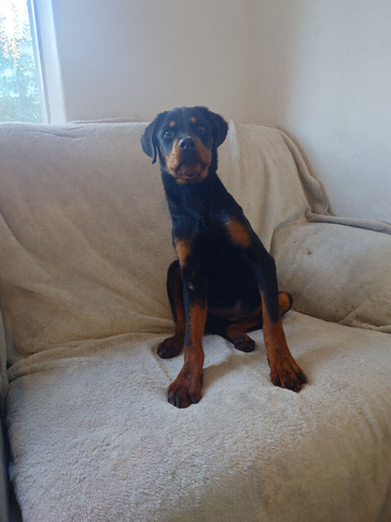 Rottweiler girl