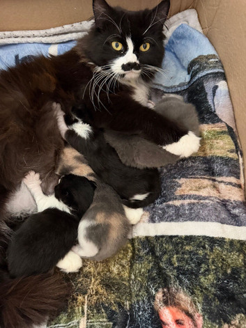 Kittens for sale