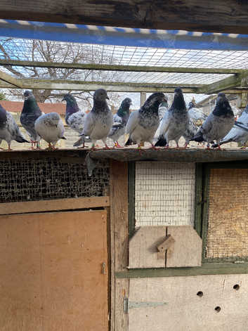 Pigeons for sale