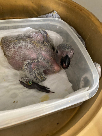 Hand reared African Grey baby Parrot