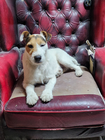 Jack Russell for stud