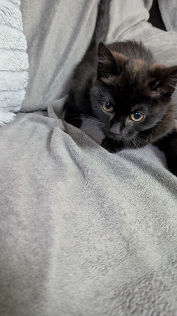 Beautiful kittens looking for their loving new homes!
