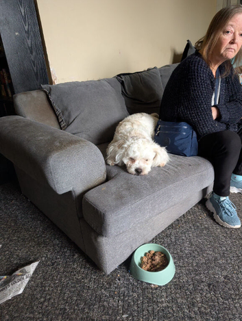 1 year old cavachon