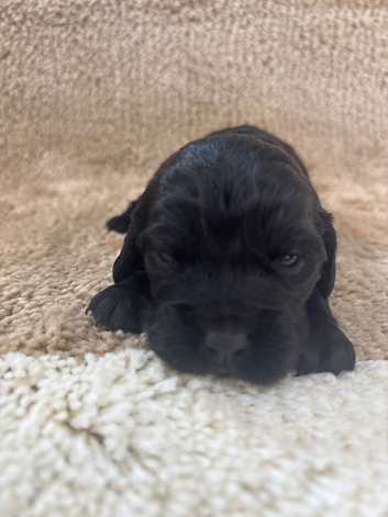 Cocker spaniel pups