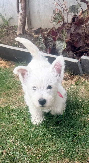 Our Final Westie Girl Are Looking for Loving Families ️