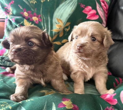 Stunning Pedigree Chihuahua Puppies