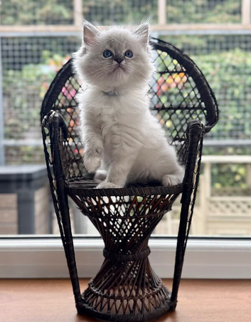 2 Twin mitted tabby boys