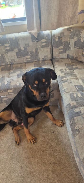 Rottweiler to be rehomed serious people only