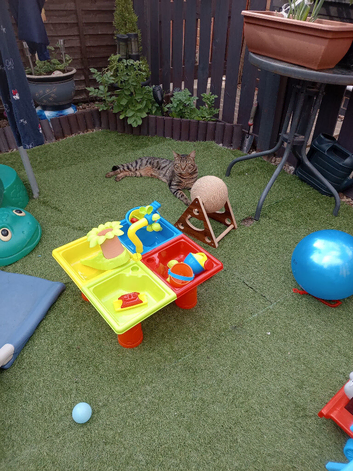 Tabby cat