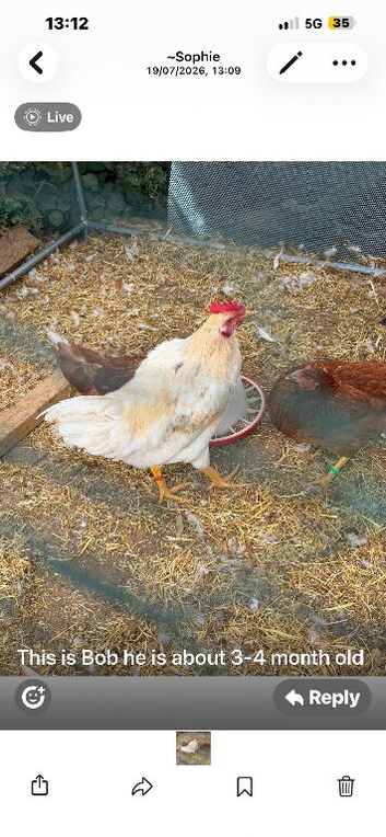 Male rooster 3-4 months old