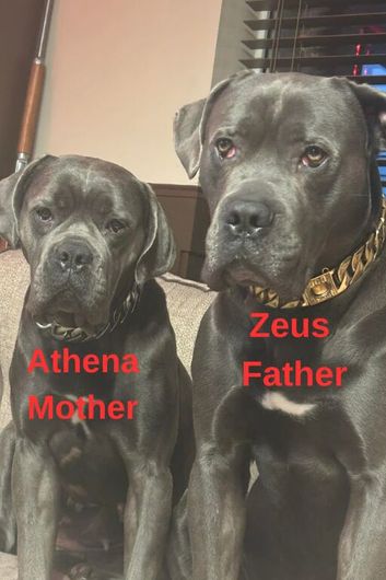 Beautiful Cane Corsos for sale.