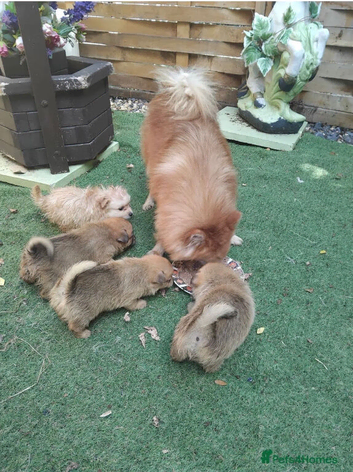 Fox face Pomeranian for sale