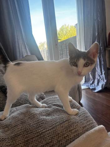 5 month old kitten
