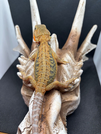 Baby bearded dragons ready