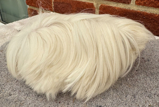 Peruvian sows x2