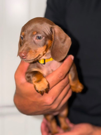 Miniature dachshund puppy