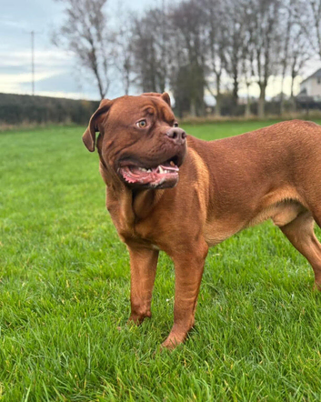 Dogue de bordeaux male