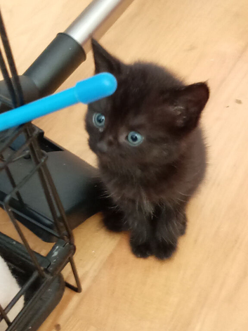 4 cute kittens