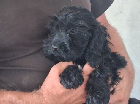 Cockapoo F1b Puppies READY NOW  1 STUNNING BOY LEFT