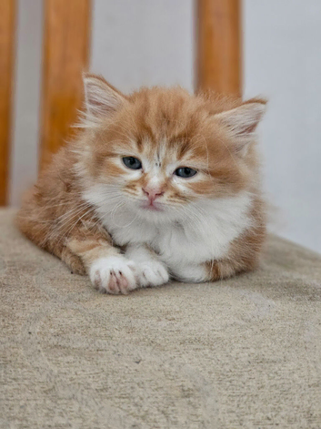 British shorthair