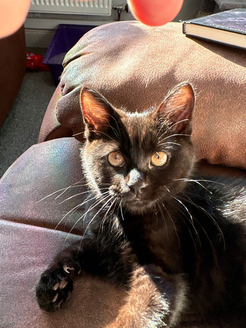 Kitten AVAILABLE