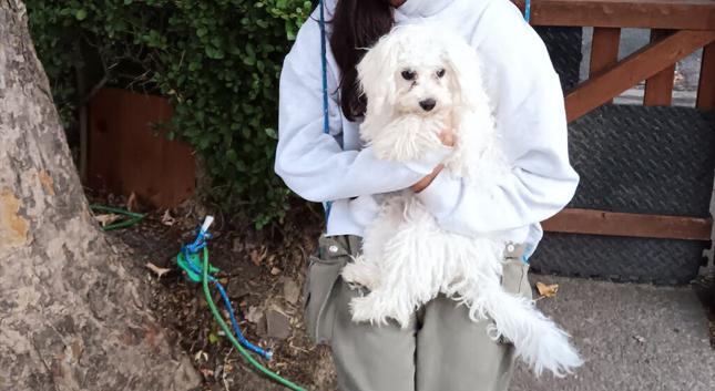 Urgent Bichon Frise Ava