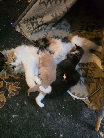 Maine coon cross kittens