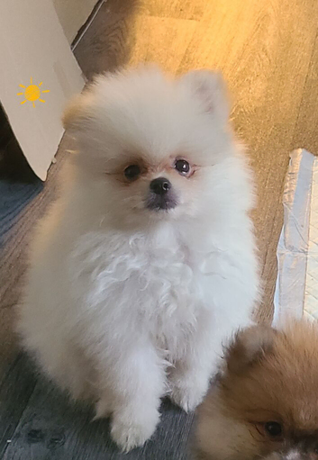 Pomeranian puppies ready now1 female left