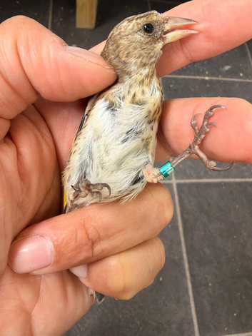 2026 goldfinch gray male