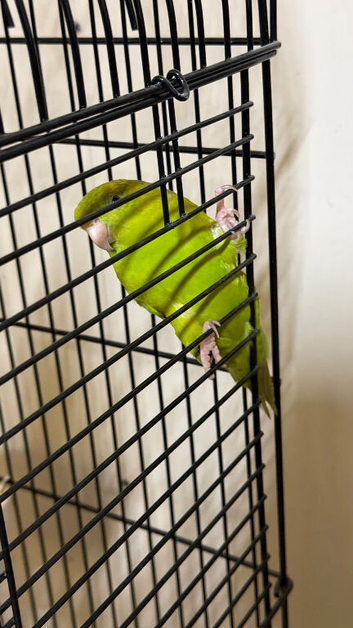 Baby Lineolated Parakeets