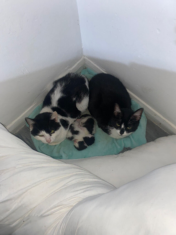 Male and female kittens